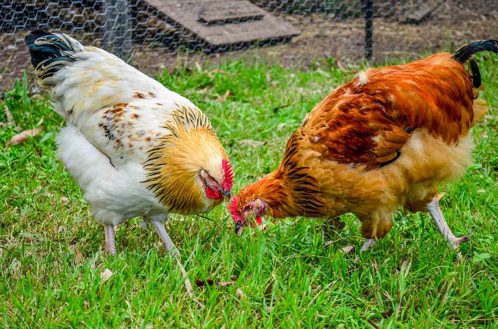 Deux poules qui picorent dans l'herbe