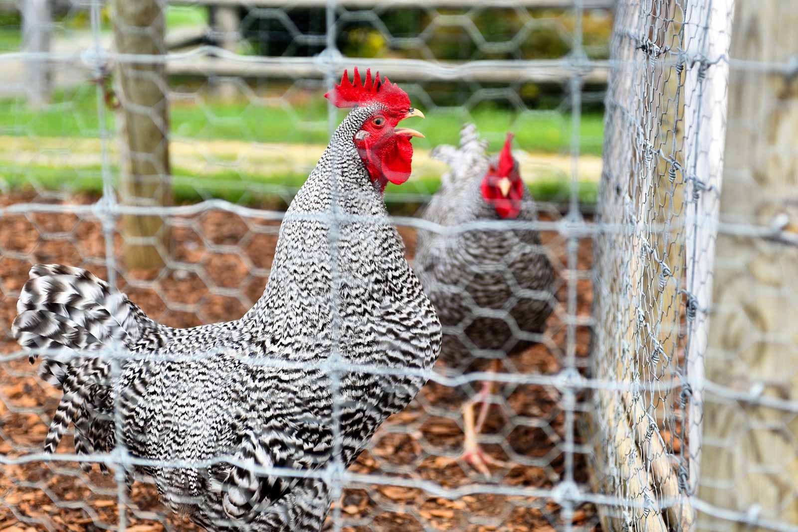 Des poules dans un enclos grillagé