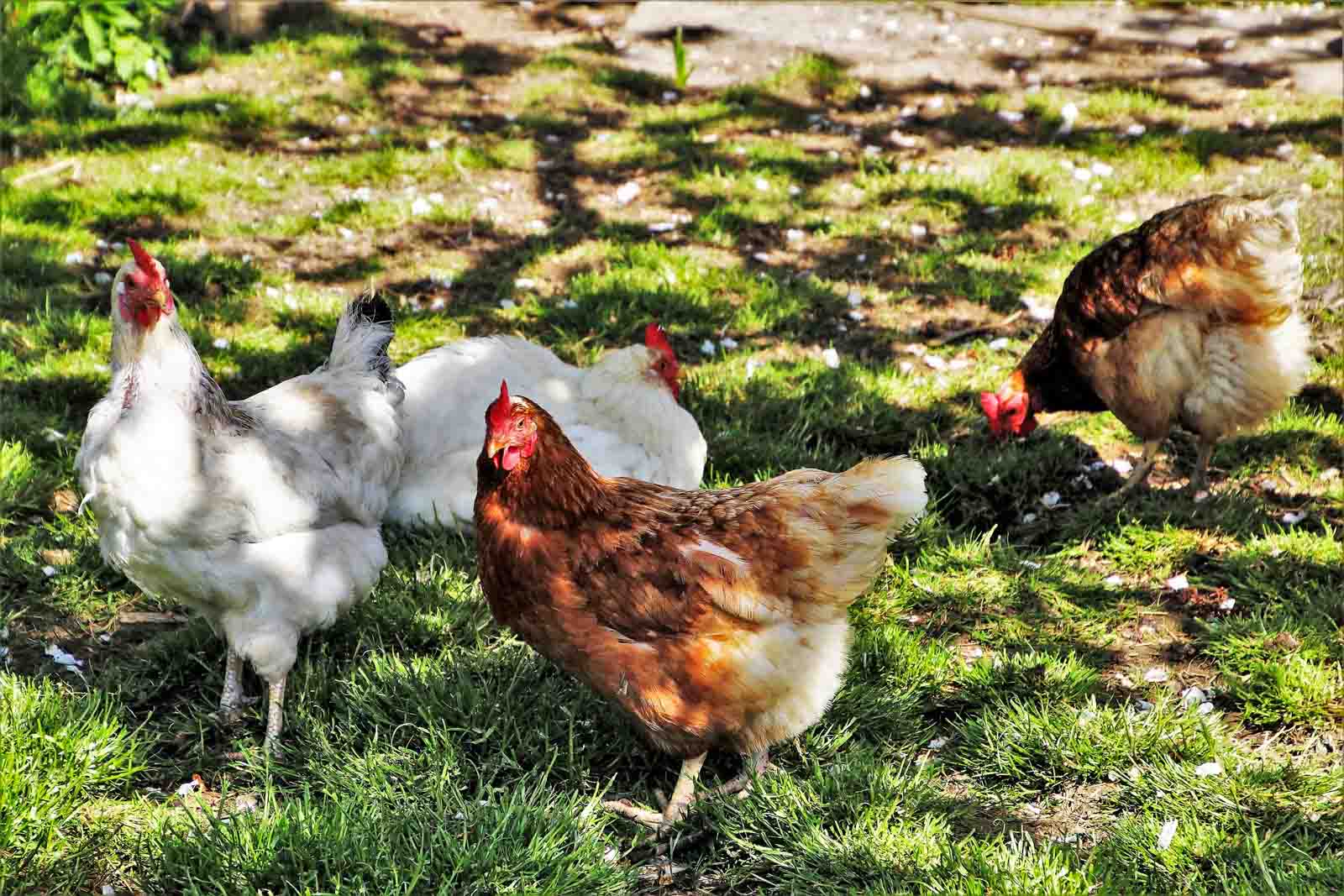 Poules dans un grand enclos d'herbe