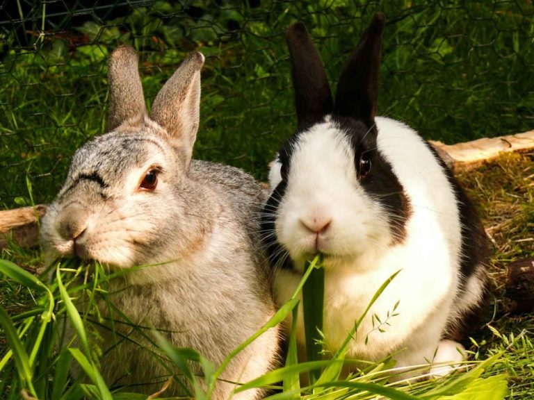 Deux lapins mangent des brins d'herbe