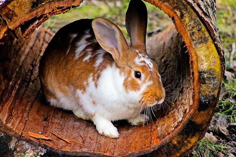 Lapin dehors qui se cache