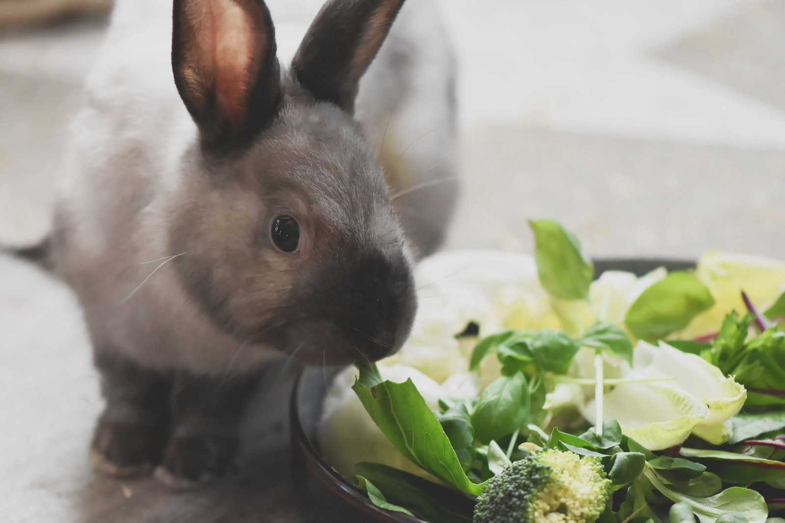 Lapin devant une gamelle de pousses et de feuilles de légumes