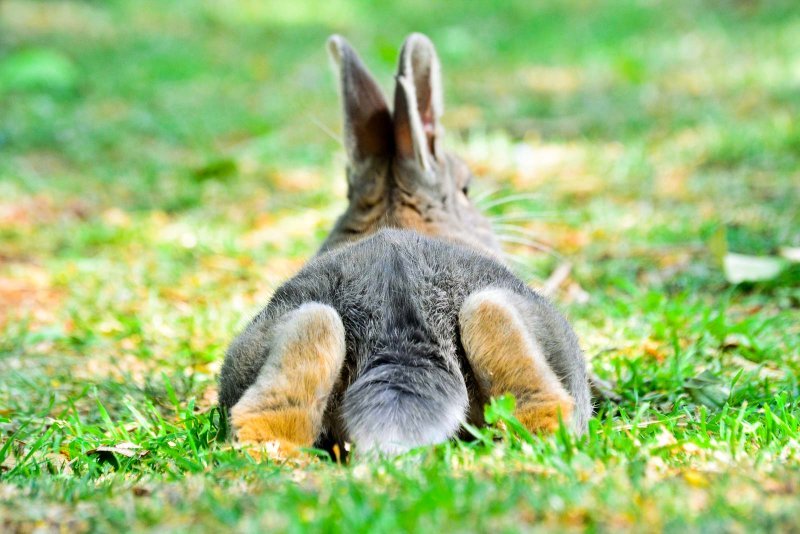 Lapin allongé dehors dans l'herbe