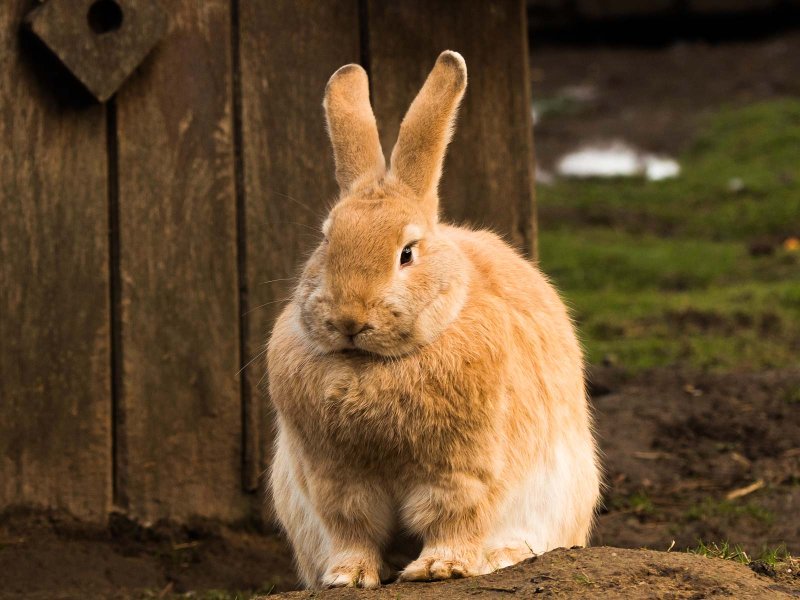 Lapin roux en liberté