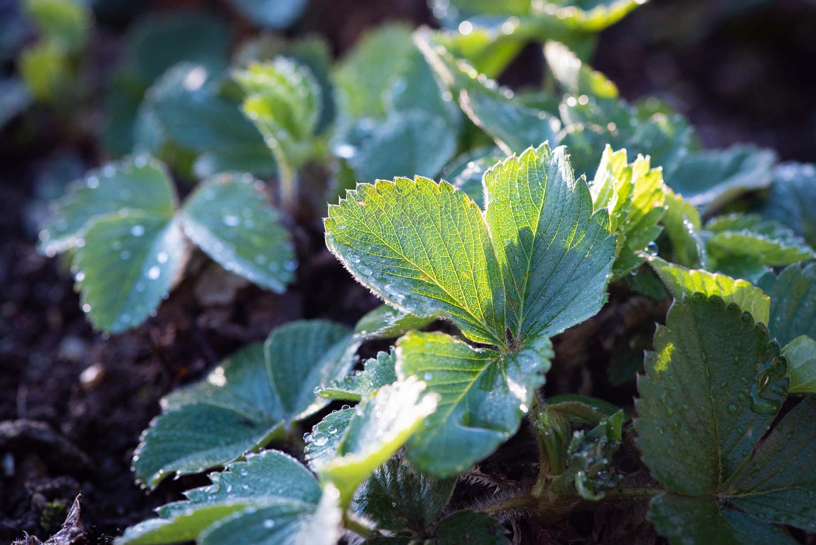 Feuilles de fraisier que les lapins adorent manger