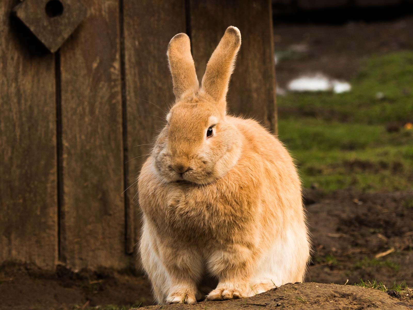 L'habitat du lapin de compagnie – Association Marguerite & Cie