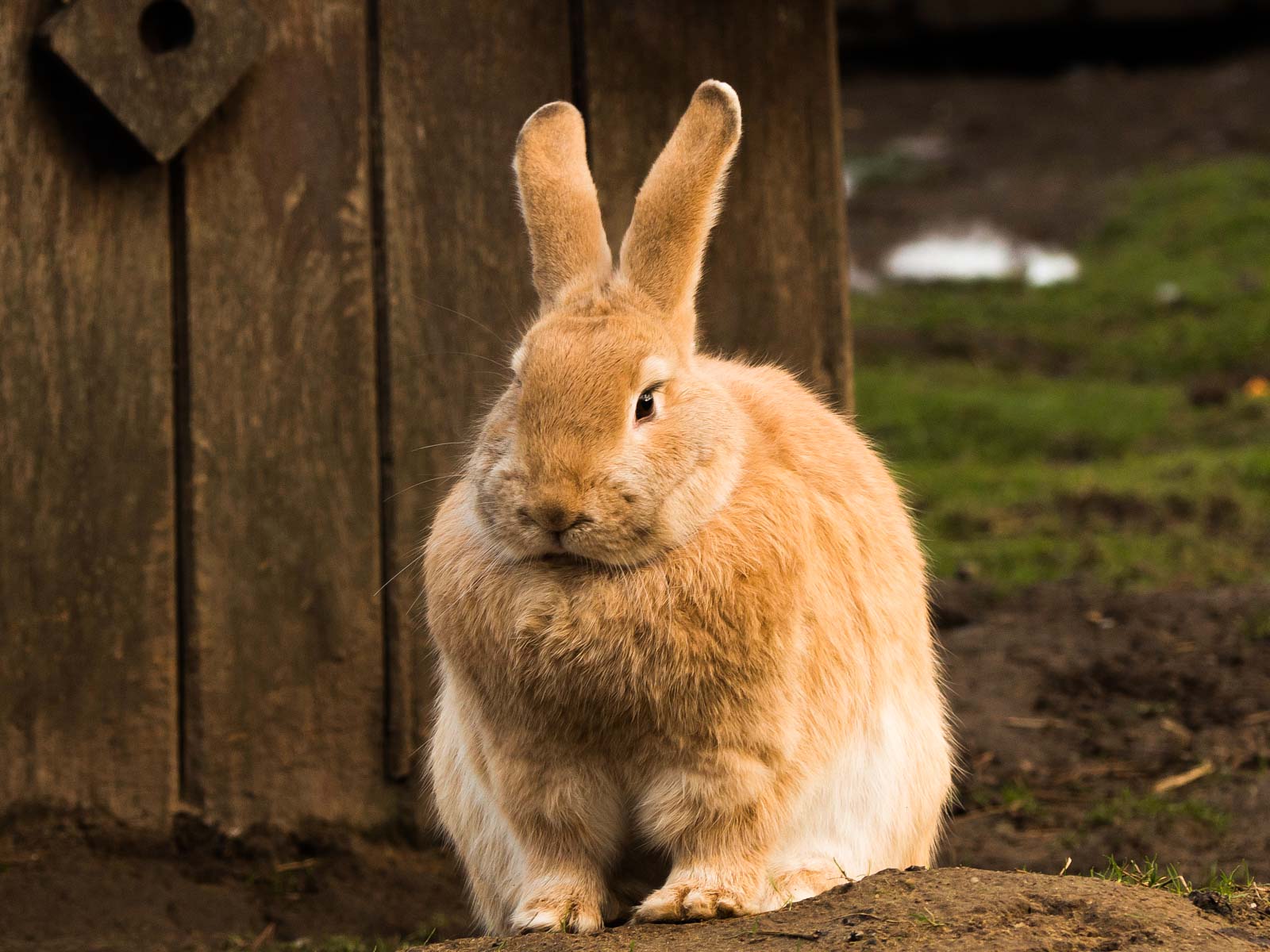 Lapin roux en liberté