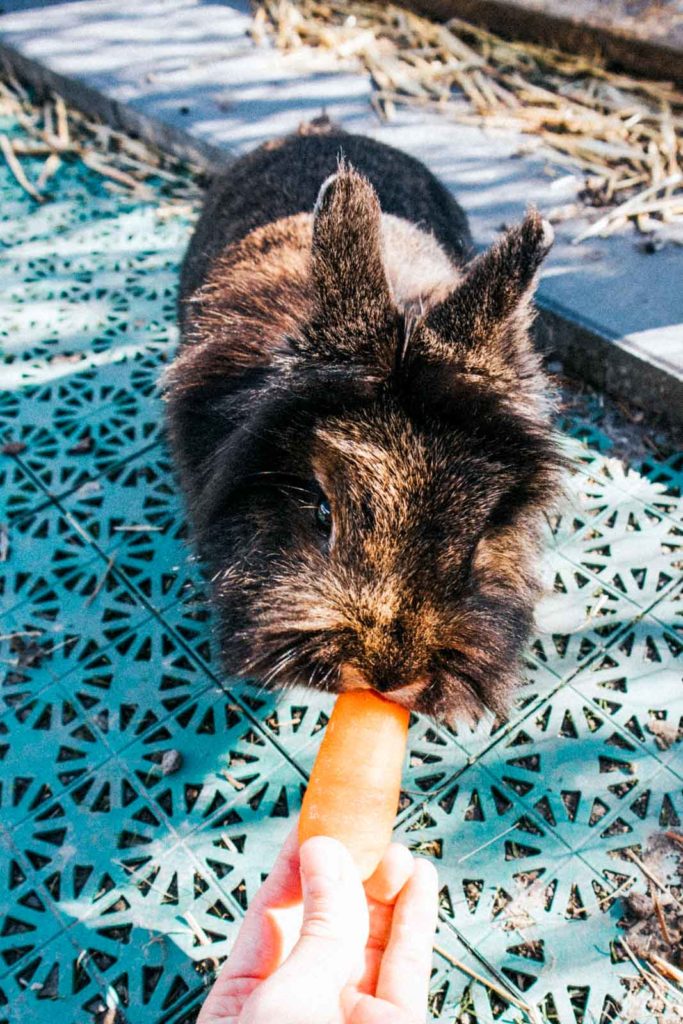Lapin qui mange une carotte