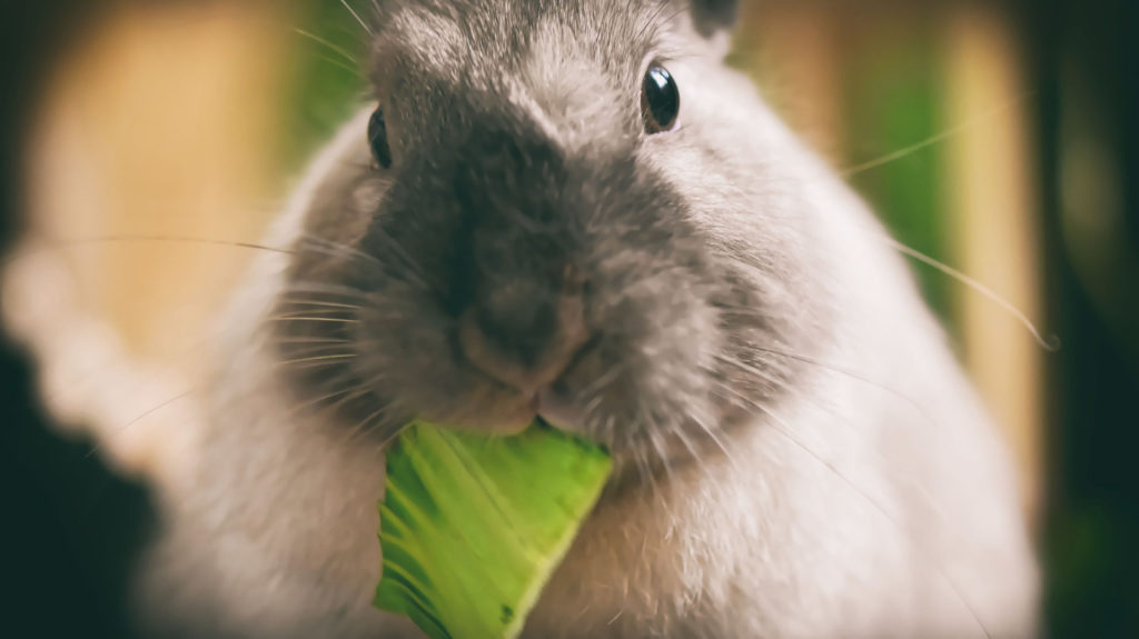 Tête d'un lapin qui mange une feuille