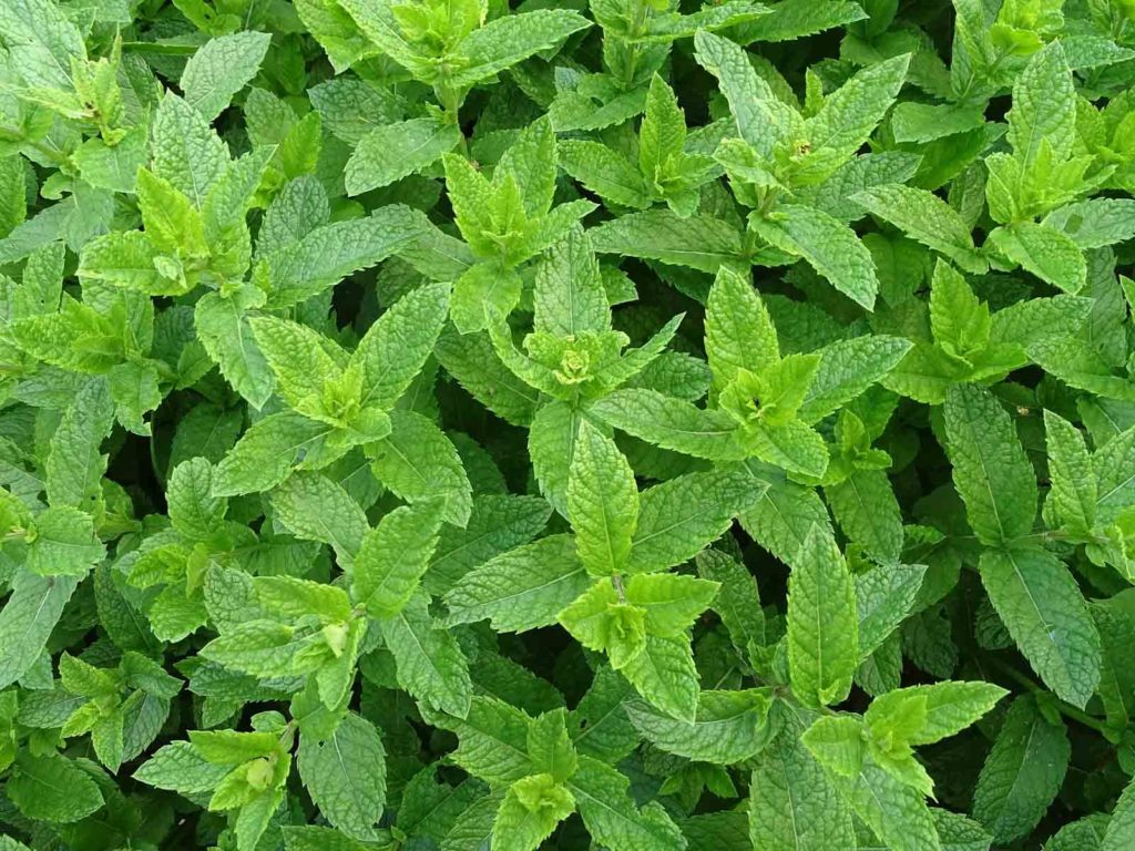 La menthe fait partie des herbes appréciées des lapins domestiques