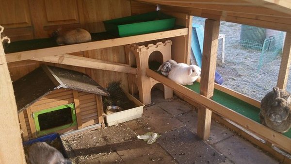 Intérieur d'un abri pour lapin