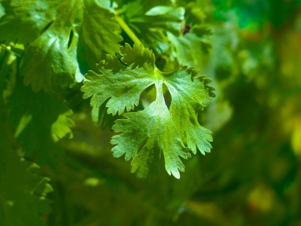 Feuille de coriandre, herbe aromatique appréciée du lapin