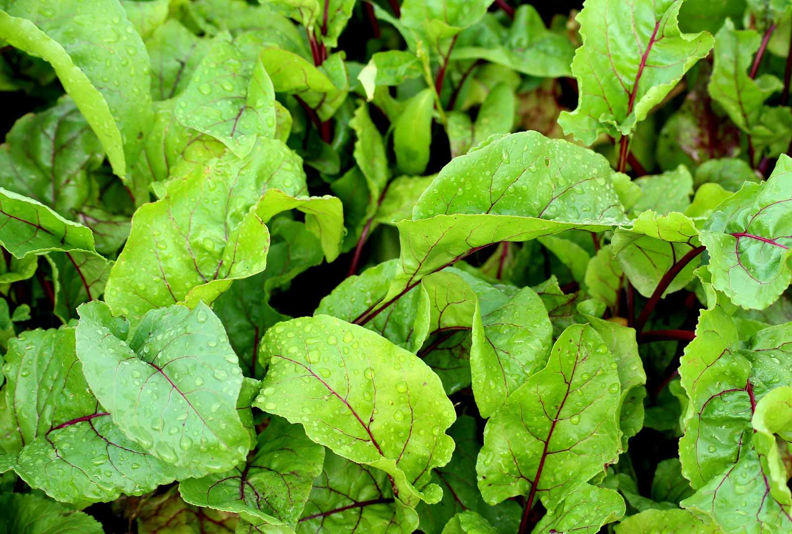 Feuilles de betterave à inclure dans l'alimentation de son lapin