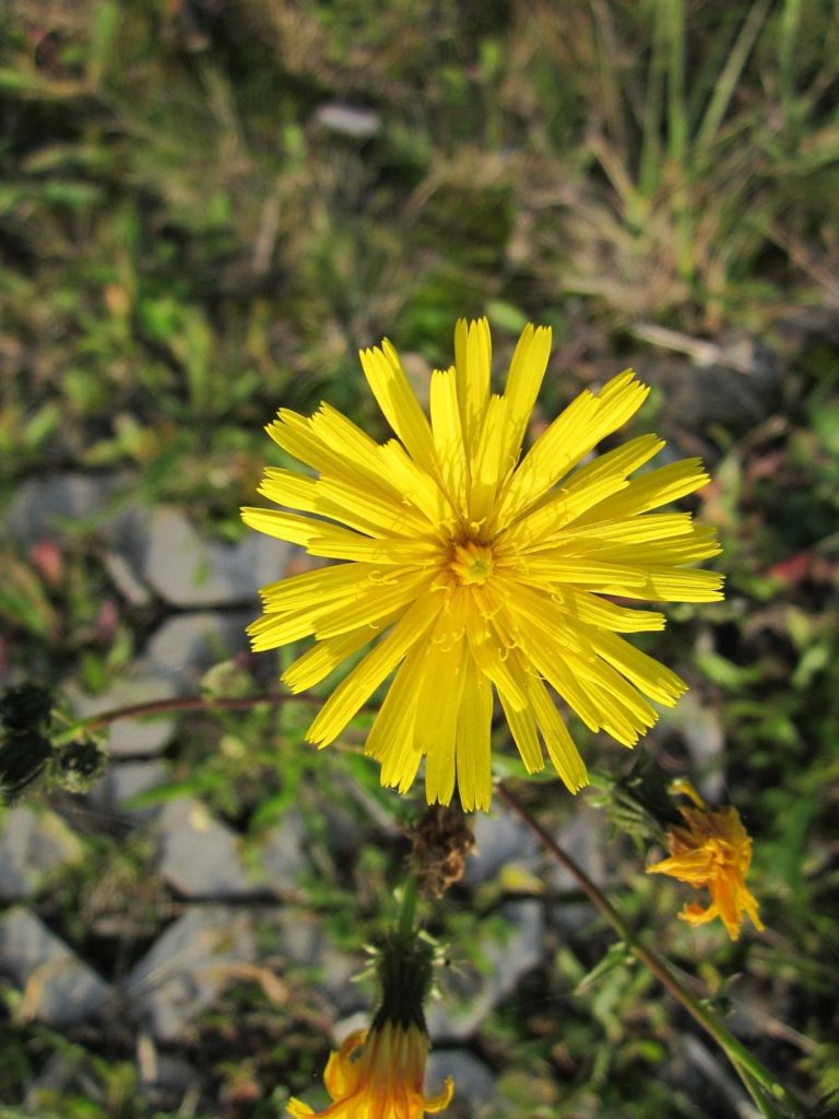 Le laiteron fait partie des fleurs appréciés des lapins