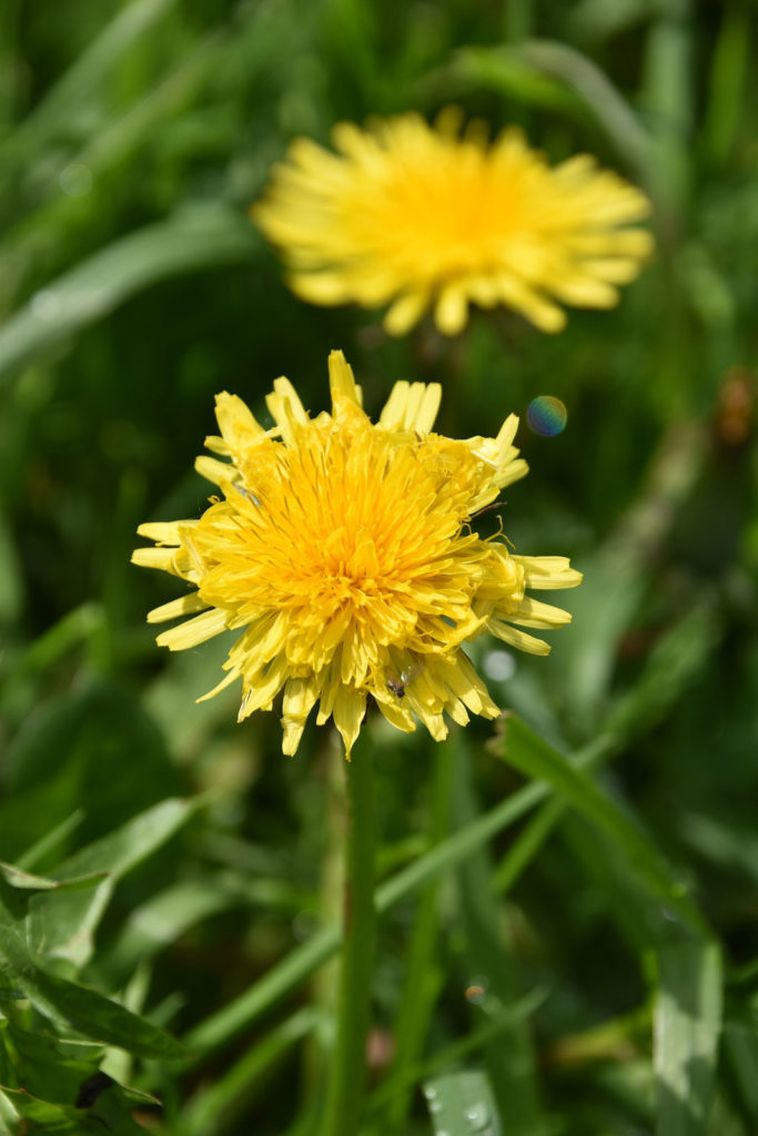 Fleur de pissenlit que les lapins adorent manger