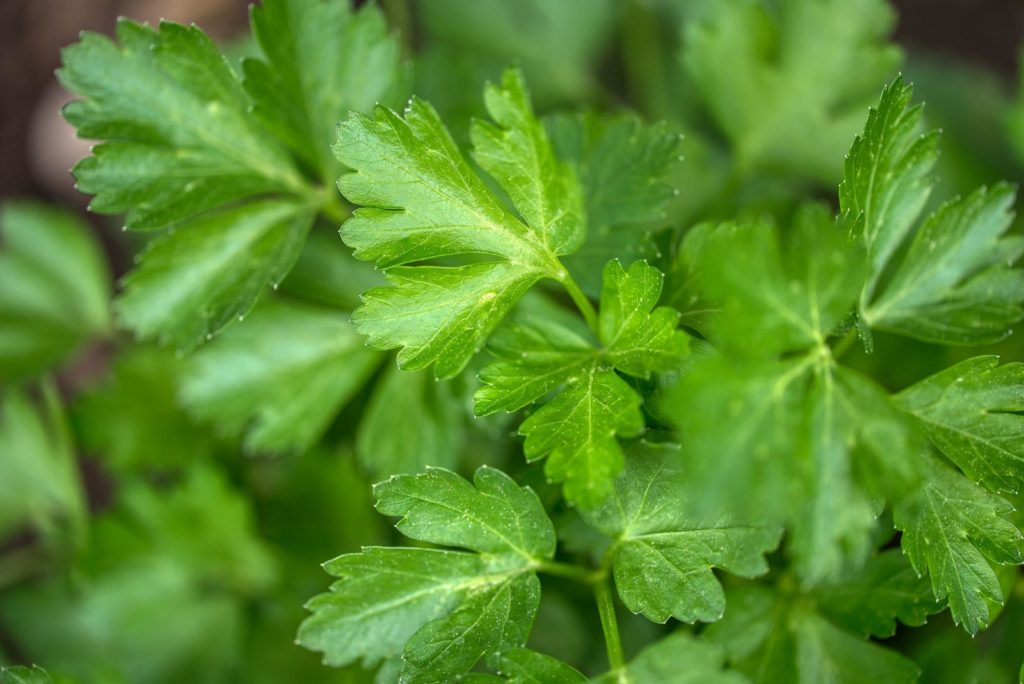 Des brins de persil à ajouter dans la mangeoire de votre lapin