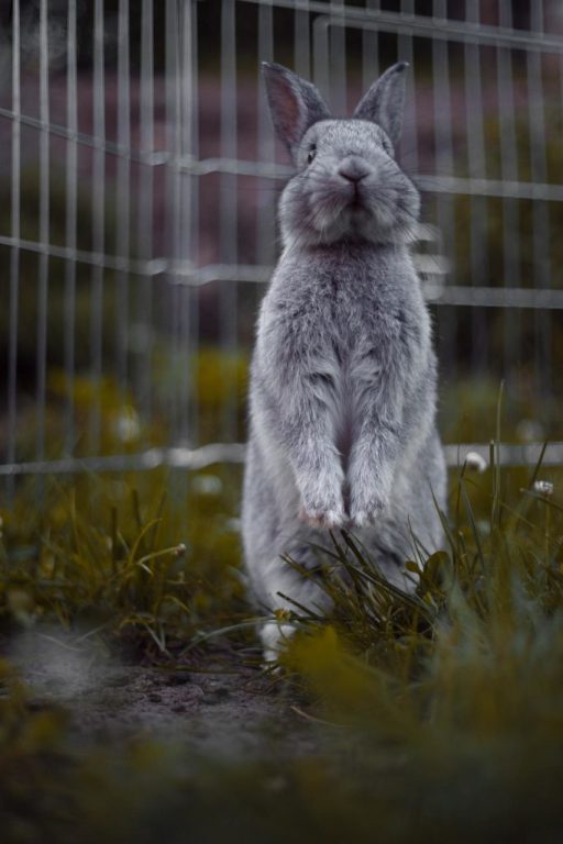 Lapin qui se tient sur ses pattes de derrière