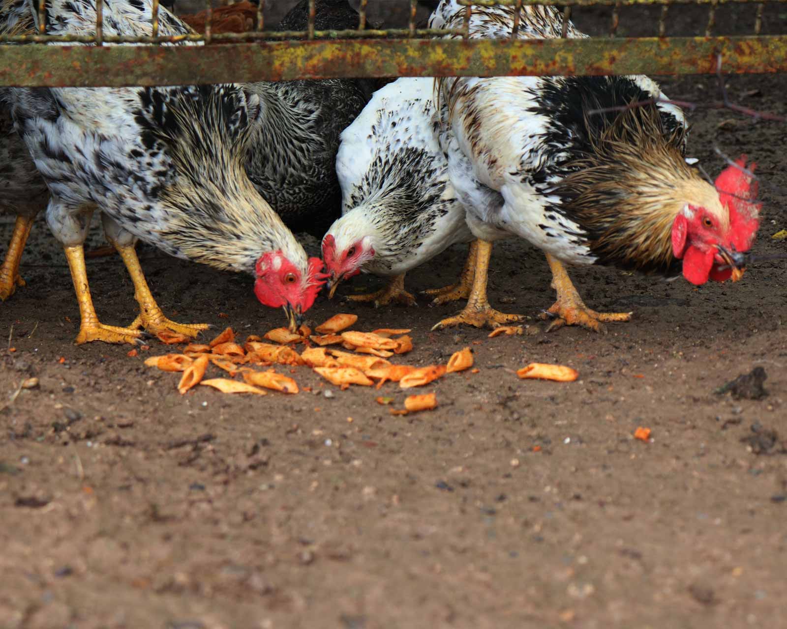 Poules qui mangent de la nourriture par terre