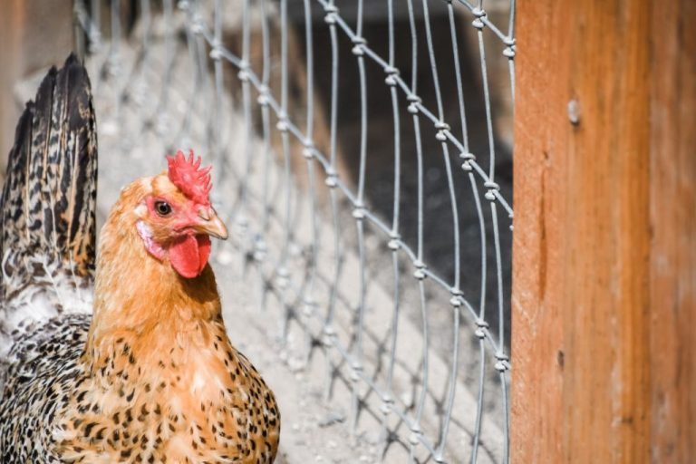 Poule dans un enclos grillagé