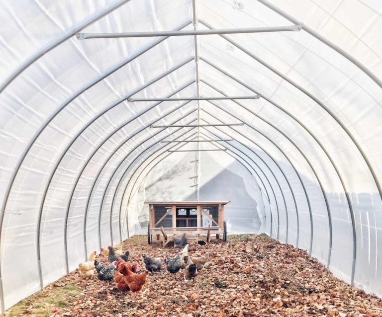 Parc grillagé qui sert d'enclos pour poules