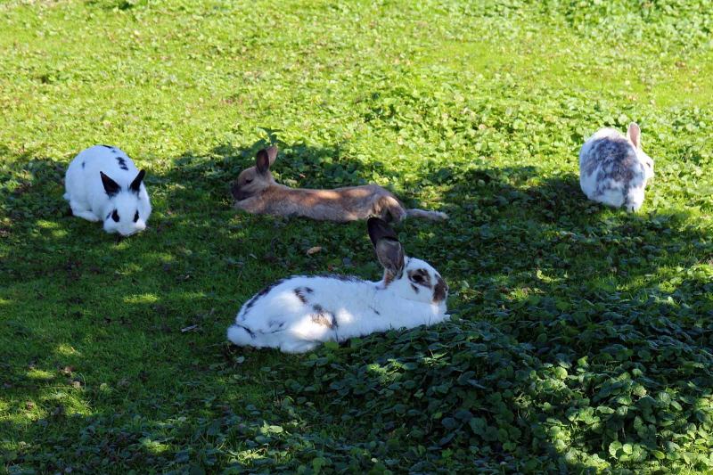 Lapins se reposant à l'extérieur dans l'herbe