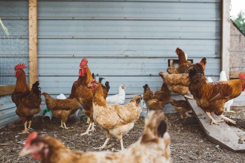 Poules à l'extérieur d'un poulailler