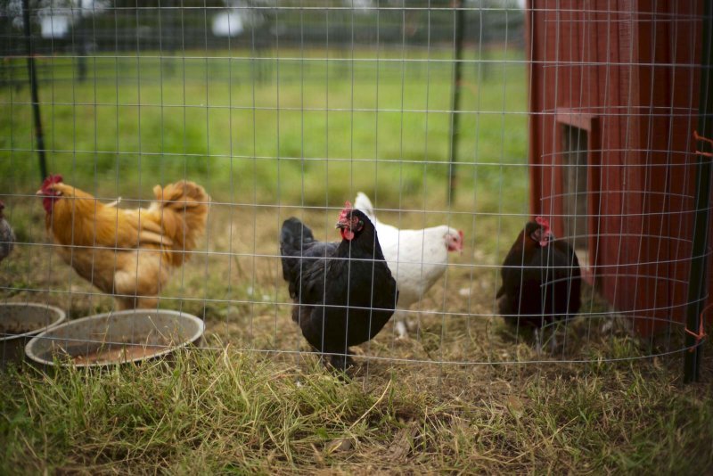 Poules à l'extérieur du poulailler