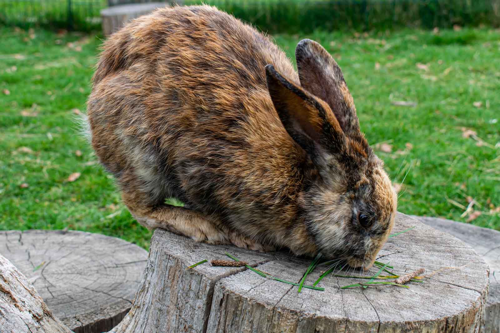 Lapin sur un tronc d'arbre qui grignote un brin d'herbe
