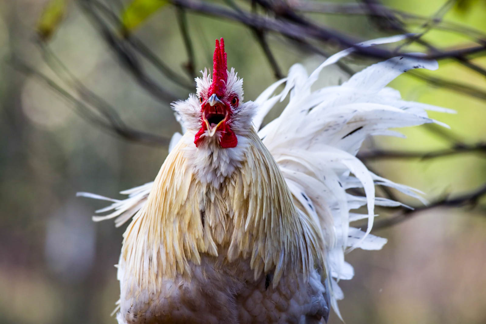 Coq qui chante