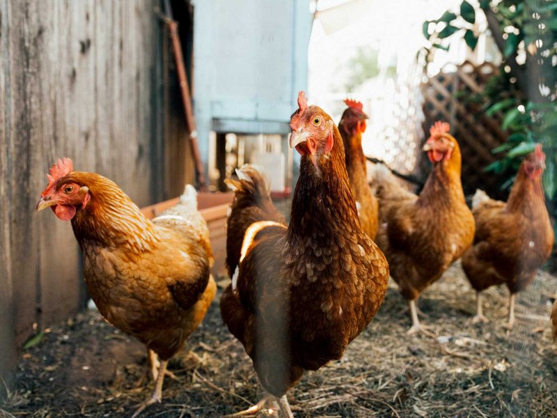 Poules dans un enclos autour du poulailler