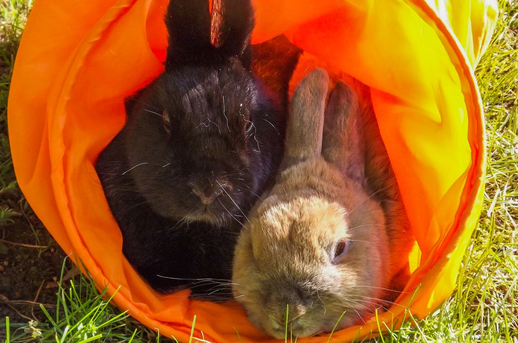 Lapins dans un tunnel de jeu dans le jardin