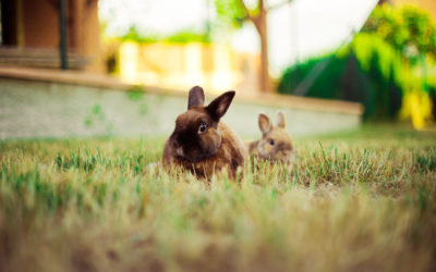 Mon lapin vit dehors : quelle installation prévoir dans le jardin ?