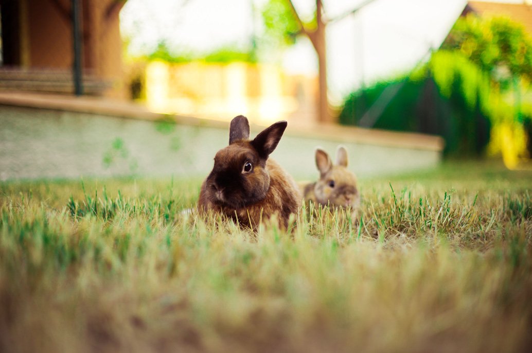 Lapin nain dehors dans le jardin