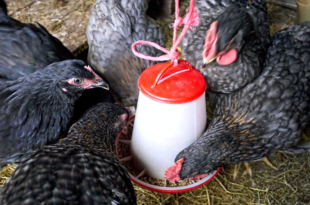 Poules qui picorent dans une mangeoire