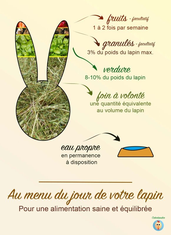 Infographie alimentation du lapin
