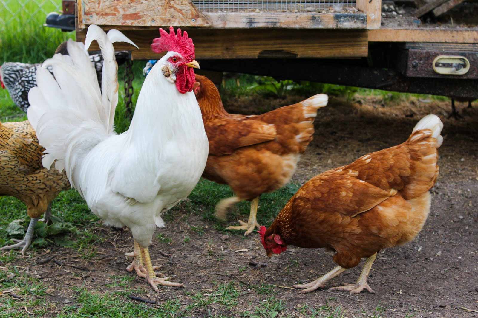 Un coq et des poules qui picorent dans un enclos