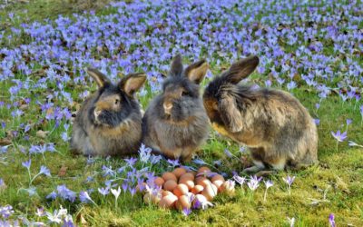 Bien choisir ses granulés pour lapin : composition & quantité