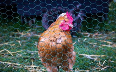 Grillage, filet, parc à poules : comment agrandir et sécuriser votre poulailler