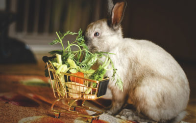 Quels légumes et verdure donner à manger à mon lapin ?