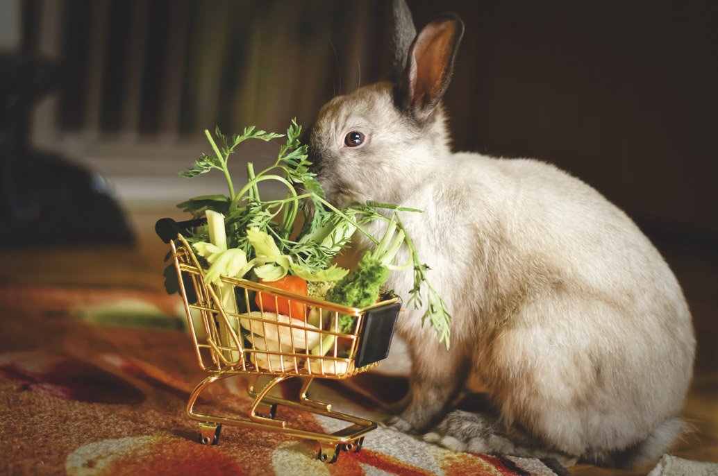 Lapin qui mange des herbes et des légumes