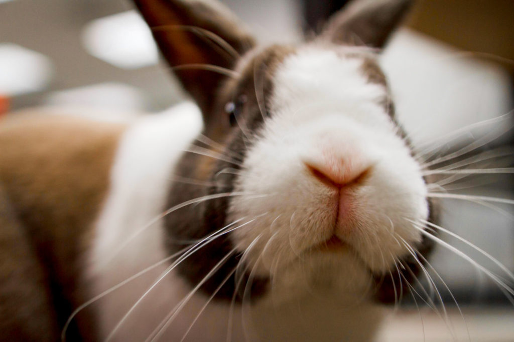 Une tête de lapin en gros plan
