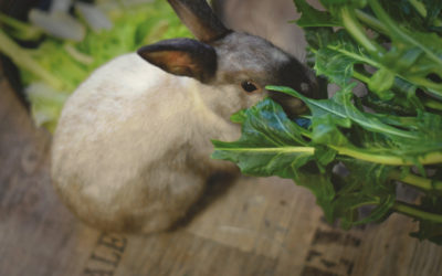 Ne goinfrez pas votre lapin ! Découvrez comment équilibrer son alimentation