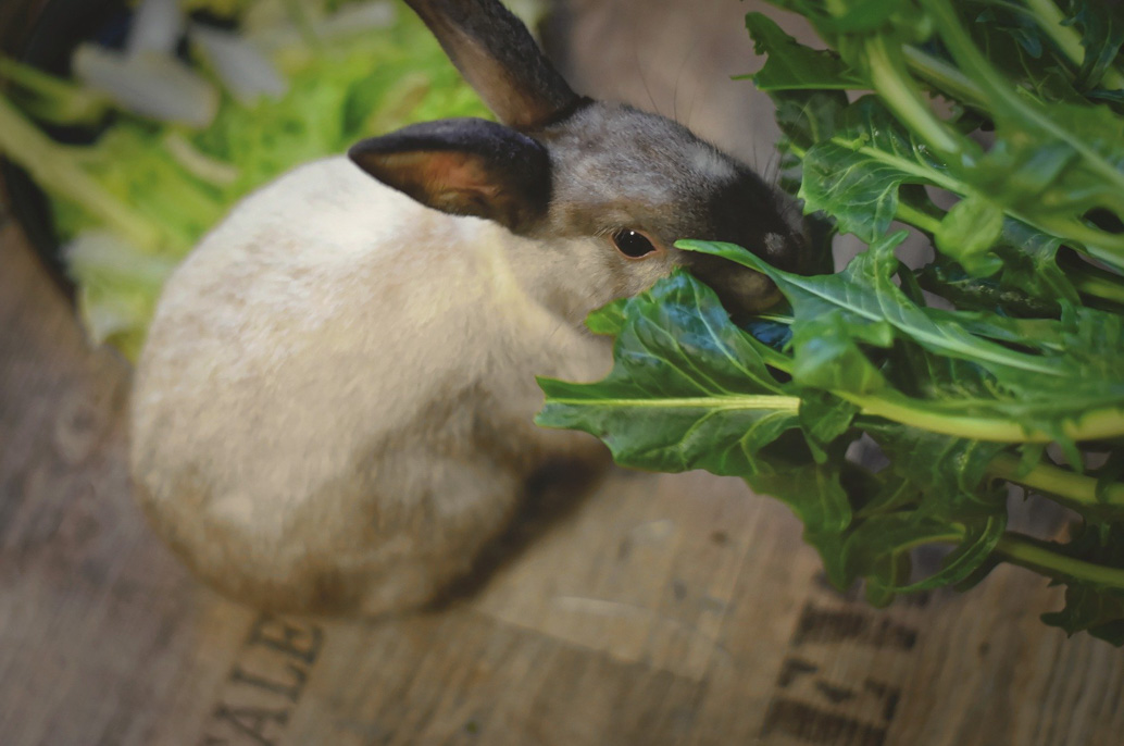 Lapin mange de la verdure