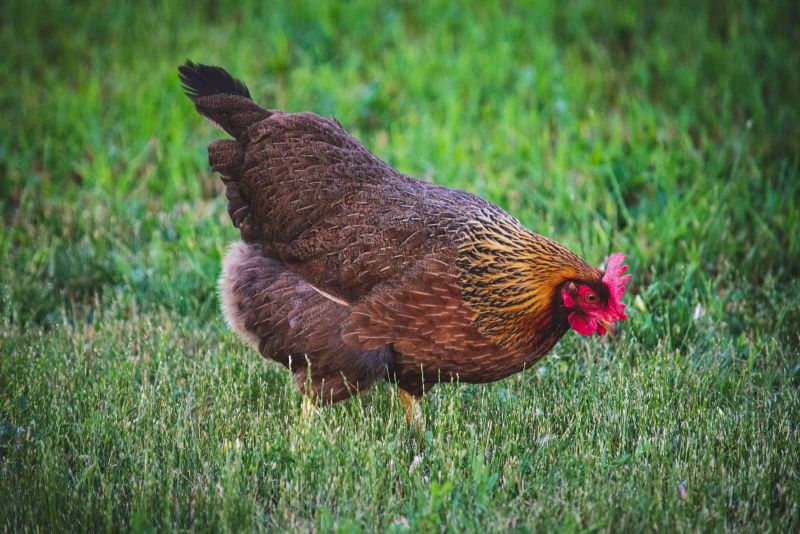 Une poule qui cherche à manger dans l'herbe