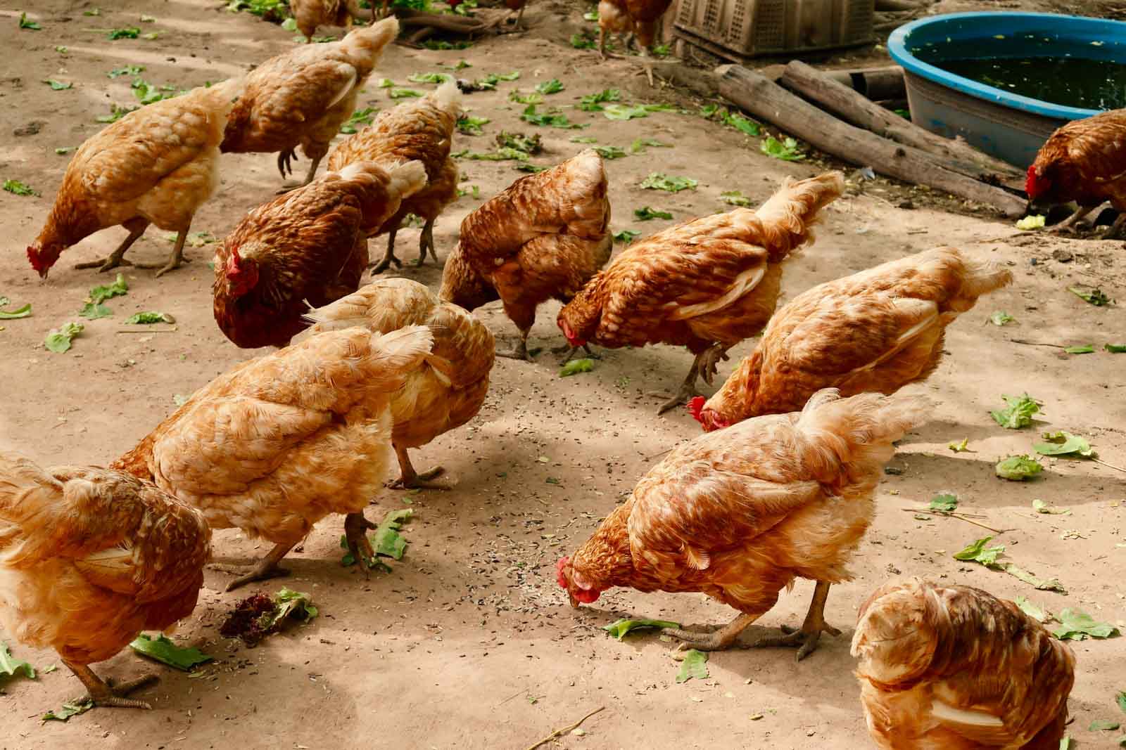 Des poules qui mangent du riz par terre