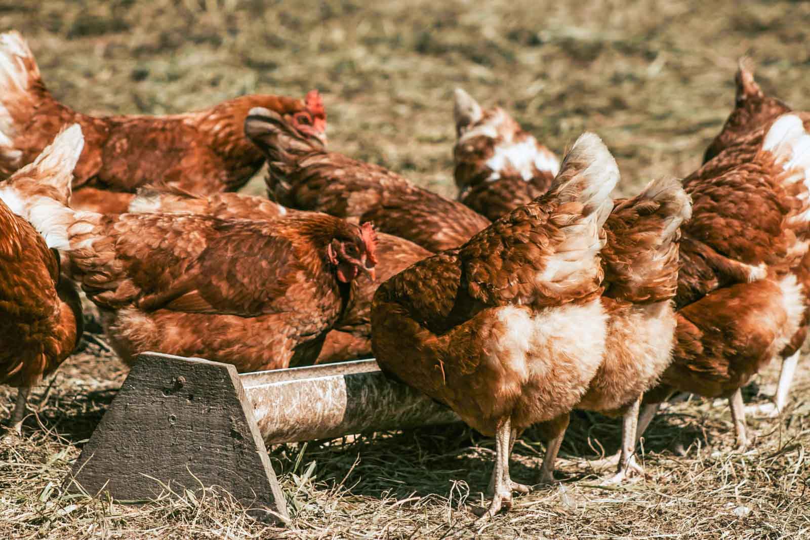 Des poules qui mangent dans une mangeoire