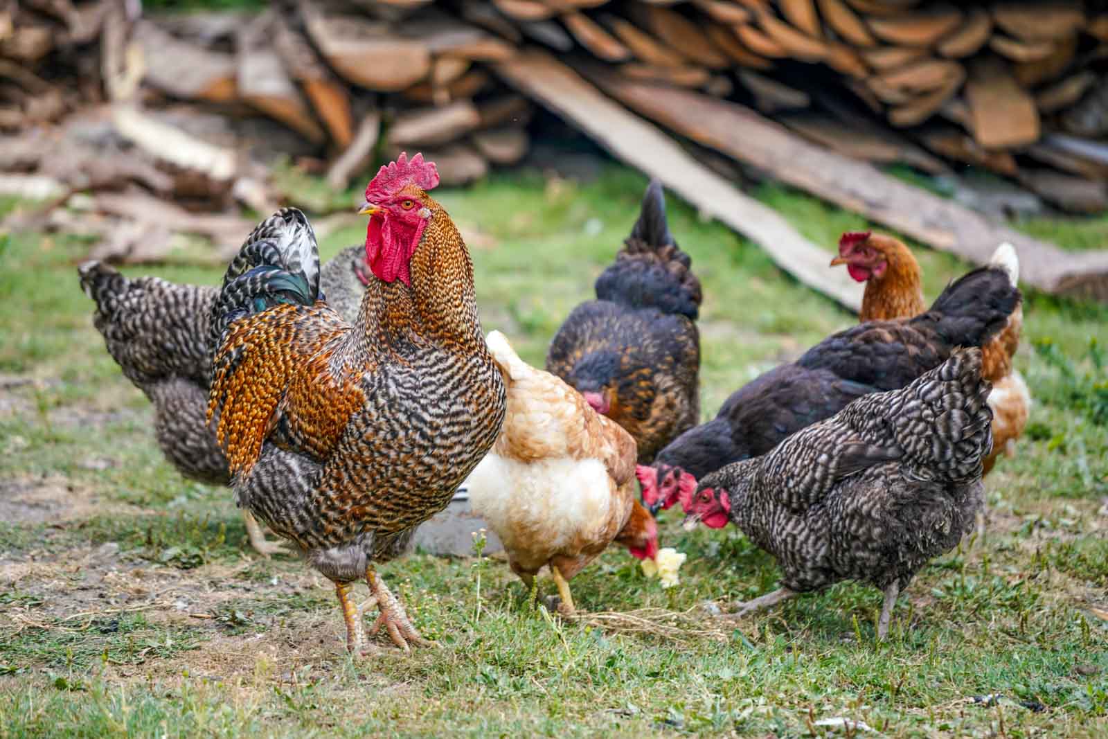 De poules qui mangent une pomme dans l'herbe