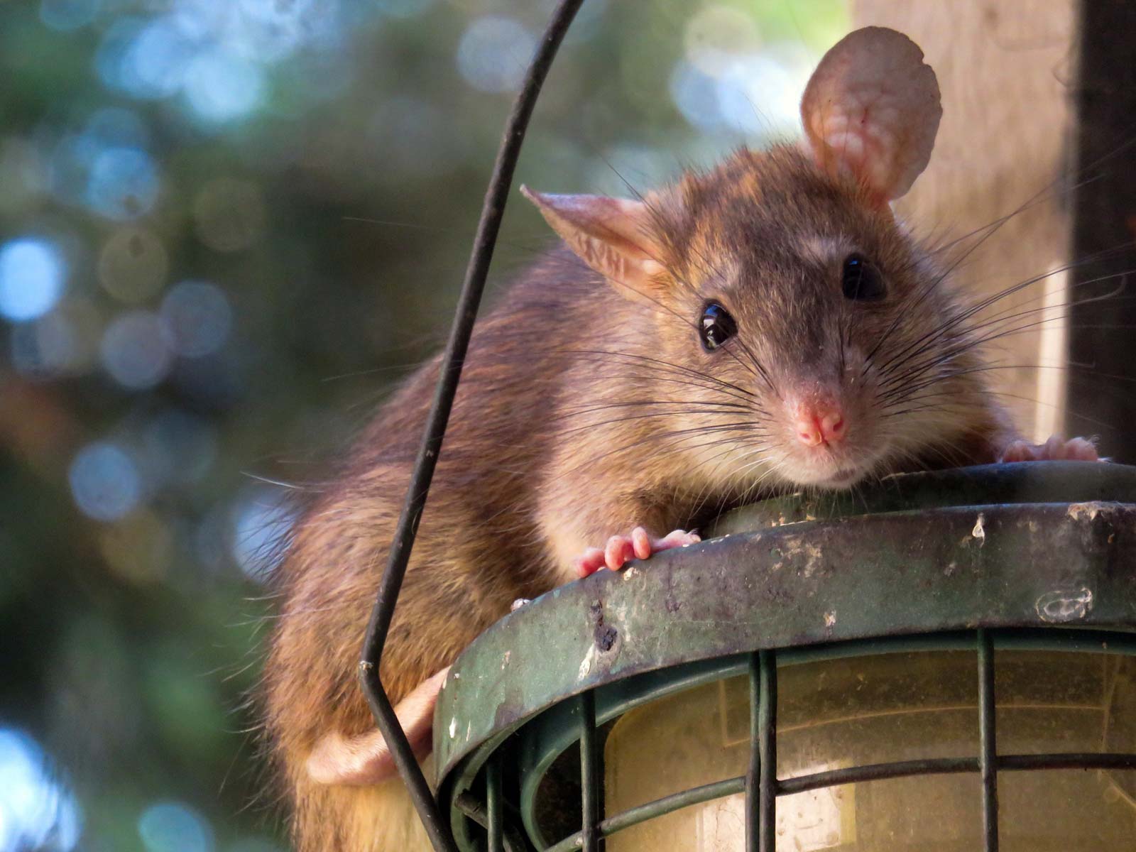 Le rat est un nuisible qui adore manger les graines des poules