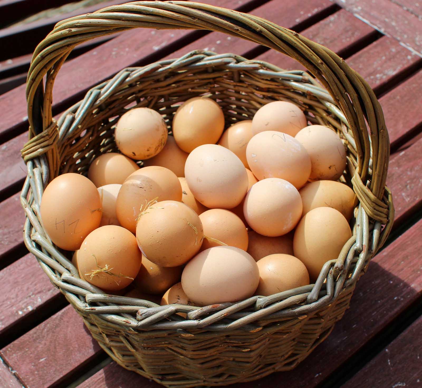 Un panier rempli d'oeufs