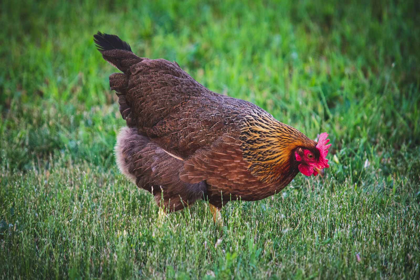 Une poule qui cherche à manger dans l'herbe